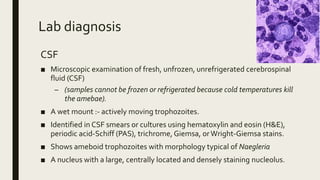 Lab diagnosis
CSF
■ Microscopic examination of fresh, unfrozen, unrefrigerated cerebrospinal
fluid (CSF)
– (samples cannot be frozen or refrigerated because cold temperatures kill
the amebae).
■ A wet mount :- actively moving trophozoites.
■ Identified in CSF smears or cultures using hematoxylin and eosin (H&E),
periodic acid-Schiff (PAS), trichrome, Giemsa, orWright-Giemsa stains.
■ Shows ameboid trophozoites with morphology typical of Naegleria
■ A nucleus with a large, centrally located and densely staining nucleolus.
 