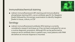 Immunohistochemical staining
■ indirect immunofluorescent (IIF) staining and immune alkaline
phosphatase staining (IHC), use an antibody specific for Naegleria
fowleri followed by microscopic examination to identify Naegleria
fowleri in tissue, culture, or CSF
Serology
■ indirect immunofluorescent antibody (IFA) testing is currently
considered a research technique as it has not been evaluated for use as
a routine diagnostic procedure.Although IFA can be performed to
measure serum antibody titers in patient sera, most patients with PAM
die before an immune response is mounted.
 