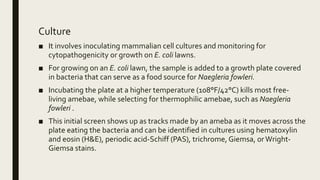 Culture
■ It involves inoculating mammalian cell cultures and monitoring for
cytopathogenicity or growth on E. coli lawns.
■ For growing on an E. coli lawn, the sample is added to a growth plate covered
in bacteria that can serve as a food source for Naegleria fowleri.
■ Incubating the plate at a higher temperature (108°F/42°C) kills most free-
living amebae, while selecting for thermophilic amebae, such as Naegleria
fowleri .
■ This initial screen shows up as tracks made by an ameba as it moves across the
plate eating the bacteria and can be identified in cultures using hematoxylin
and eosin (H&E), periodic acid-Schiff (PAS), trichrome, Giemsa, orWright-
Giemsa stains.
 