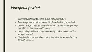 Naegleria fowleri
– Commonly referred to as the “brain-eating amoeba”,
– Free-living microscopic amoeba, (single-celled living organism).
– Cause a rare and devastating infection of the brain called primary
amoebic meningoencephalitis (pam).
– Commonly found in warm freshwater (Eg. Lakes, rivers, and hot
springs) and soil.
– Usually infects people when contaminated water enters the body
through the nose.
 