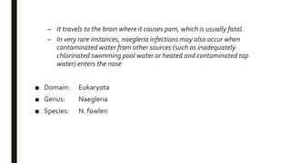 – It travels to the brain where it causes pam, which is usually fatal.
– In very rare instances, naegleria infections may also occur when
contaminated water from other sources (such as inadequately
chlorinated swimming pool water or heated and contaminated tap
water) enters the nose
■ Domain: Eukaryota
■ Genus: Naegleria
■ Species: N. fowleri
 