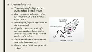 2. Amoeboflagellate
o Temporary, nonfeeding, and non
dividing stage found in culture
o As a response to a change in ph or
ion concentration of the amoeba’s
environment
o Pear shaped, flagellar apparatus at
the broader end.
o Flagellar apparatus consist of 2
terminal flagella, 2 basal bodies,
microtubules, and a single striated
rootlet or rhizoplast.
o Shows rapid forward movement or
slow spinning movement.
o Reverts to trophozoite stage with in
24 hours.
 