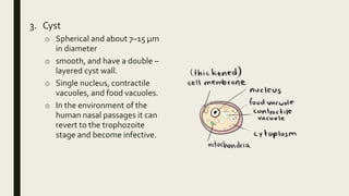 3. Cyst
o Spherical and about 7–15 µm
in diameter
o smooth, and have a double –
layered cyst wall.
o Single nucleus, contractile
vacuoles, and food vacuoles.
o In the environment of the
human nasal passages it can
revert to the trophozoite
stage and become infective.
 