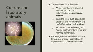 Culture and
laboratory
animals.
■ Trophozoites are cultured in
1. Non nutrient agar inoculated
with bacteria (E.coli or
enterobactor sp) monoxenic
culture.
2. Enriched broth such as peptone
yeast extract broth without any
added bacteria axenic culture.
3. Tissue culture:- Hela cells, MRC
human embryonic lung cells, and
monkey kidney cells.
■ Rodents, rabbits, and sheep are the
laboratory animals susceptible to
experimental N.fowleri infections.
 