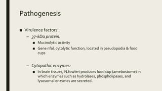 Pathogenesis
■ Virulence factors:
– 37-kDa protein:
■ Mucinolytic activity
■ Gene nfal, cytolytic function, located in pseudopodia & food
cups
– Cytopathic enzymes:
■ In brain tissues, N.fowleri produces food cup (amebostome) in
which enzymes such as hydrolases, phospholipases, and
lysosomal enzymes are secreted.
 