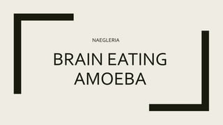 BRAIN EATING
AMOEBA
NAEGLERIA
 