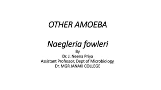 OTHER AMOEBA
Naegleria fowleri
By
Dr. J. Neena Priya
Assistant Professor, Dept of Microbiology,
Dr. MGR JANAKI COLLEGE
 