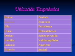 Ubicación Taxonómica   fowleri Especie : Naegleria Género : Vahlkampfiidae Familia : Schizopyrenida Orden : Heterolobosea Clase : Percolozoa Filo : Excavata ---------- Protista Reino : 