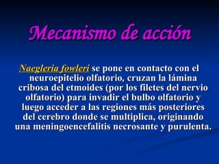 Mecanismo de acción Naegleria fowleri  se pone en contacto con el neuroepitelio olfatorio ,  cruzan la lámina cribosa del etmoides (por los filetes del nervio olfatorio) para invadir el bulbo olfatorio y luego acceder a las regiones más posteriores del cerebro donde se multiplica, originando una meningoencefalitis necrosante y purulenta.   