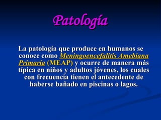 Patología La patología que produce en humanos se conoce como  Meningoencefalitis Amebiana Primaria   (MEAP)  y ocurre de manera más típica en niños y adultos jóvenes, los cuales con frecuencia tienen el antecedente de haberse bañado en piscinas o lagos. 