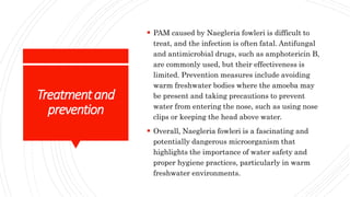 Pam Infection naegleria fowleri | PPTX