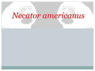 Necator americanus
 