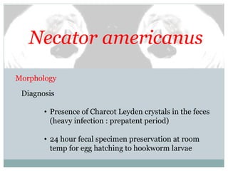 Necator americanus
Morphology
Diagnosis
• Presence of Charcot Leyden crystals in the feces
(heavy infection : prepatent period)
• 24 hour fecal specimen preservation at room
temp for egg hatching to hookworm larvae
 