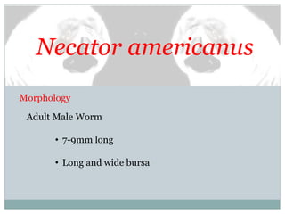 Necator americanus
Morphology
Adult Male Worm
• 7-9mm long
• Long and wide bursa
 