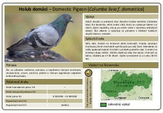 Holub domáci – Domestic Pigeon (Columba livia f. domestica)
                                                              ...
