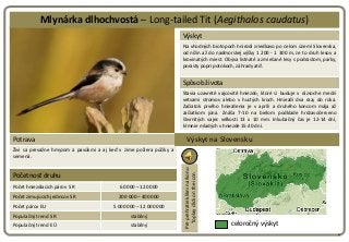 Mlynárka dlhochvostá – Long-tailed Tit (Aegithalos caudatus)
                                                             ...