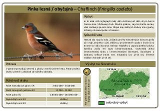 Pinka lesná / obyčajná – Chaffinch (Fringilla coelebs)
                                                                   ...