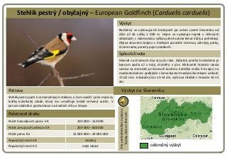 Stehlík pestrý / obyčajný – European Goldfinch (Carduelis carduelis)
                                                     ...