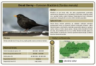 Drozd čierny – Eurasian Blackbird (Turdus merula)
                                                                        ...