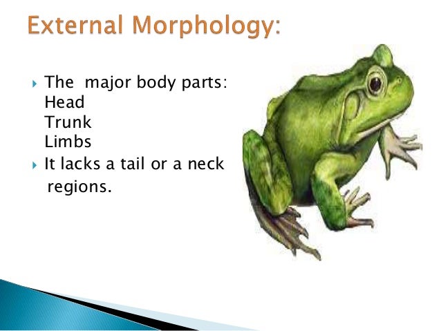 frog body parts