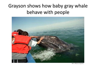 Grayson shows how baby gray whale
        behave with people
 