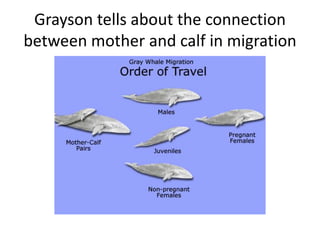 Grayson tells about the connection
between mother and calf in migration
 