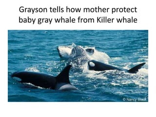 Grayson tells how mother protect
baby gray whale from Killer whale
 