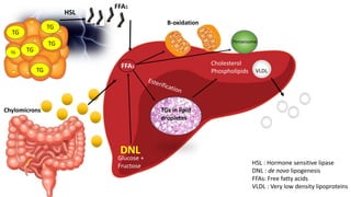 TGTG
TG
TG
TG
TG
HSL
Chylomicrons
FFAs
FFAs
B-oxidation
TGs in lipid
dropletes
Cholesterol
Phospholipids VLDL
DNL
Glucose +
Fructose
Peroxisome
HSL : Hormone sensitive lipase
DNL : de novo lipogenesis
FFAs: Free fatty acids
VLDL : Very low density lipoproteins
 
