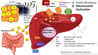 TGTG
TG
TG
TG
TG
HSL
Chylomicrons
FFAs
FFAs
B-oxidation
Lipid droplets in
hepatocytes
Cholesterol
Phospholipids VLDL
DNL
1) Insulin Resistance
2) Mitochondrial
Dysfunction
Insulin
SREBP-1
IRS-2
FFAs cause
defective
insulin
signaling
M E T A B O L I S M C L I N I C A L A N D E X P E R I M E N T A L 6 5 ( 2 0 1 6 ) 1 0 3 8 – 1 0 4 8
Peroxisome
ROS
Ferramosca A et al . Antioxidants and fatty liver
INFLAMMATION
FIBROSIS
APOPTOSIS
Stellate cells
ROS : Reactive oxygen species
TG : Triglycerides
FFAs : Free fatty acids
SREBP-1 : sterol regulatory element-binding protein 1
IRS-2 : insulin receptor substrate 2
 