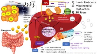 TGTG
TG
TG
TG
TG
HSL
Chylomicrons
FFAs
FFAs
B-oxidation
Lipid droplets in
hepatocytes
Cholesterol
Phospholipids VLDL
DNL
1) Insulin Resistance
2) Mitochondrial
Dysfunction
3) ER Stress
Insulin
SREBP-1
IRS-2
FFAs cause
defective
insulin
signaling
M E T A B O L I S M C L I N I C A L A N D E X P E R I M E N T A L 6 5 ( 2 0 1 6 ) 1 0 3 8 – 1 0 4 8
Peroxisome
ROS INFLAMMATION
FIBROSIS
APOPTOSIS
Stellate cells
ER
UPR • Dec protein
synthesis
• Incr Protein
transit and
degredation
JNK INFLAMMATION
APOPTOSIS
Impaired insulin signalingJNK : c-jun terminal kinase
UPR : unfolded protein response
IRS-2 : insulin receptor substrate 2
 