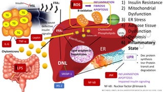 TGTG
TG
TG
TG
TG
HSL
Chylomicrons
FFAs
FFAs
B-oxidation
Lipid droplets in
hepatocytes
Cholesterol
Phospholipids VLDL
DNL
1) Insulin Resistance
2) Mitochondrial
Dysfunction
3) ER Stress
4) Adipose tissue
Dysfunction
5) Dysbiosis
6) Inflammatory
State
Insulin
SREBP-1
IRS-2
FFAs cause
defective
insulin
signaling
M E T A B O L I S M C L I N I C A L A N D E X P E R I M E N T A L 6 5 ( 2 0 1 6 ) 1 0 3 8 – 1 0 4 8
Peroxisome
ROS
INFLAMMATION
FIBROSIS
APOPTOSIS
Stellate cells
ER
UPR • Dec protein
synthesis
• Incr Protein
transit and
degradation
JNK INFLAMMATION
APOPTOSIS
Impaired insulin signaling
IL-6
TNF-α
Leptin
LPS
NF-kB
NF-kB : Nuclear factor-jB kinase-b
 