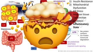 TGTG
TG
TG
TG
TG
HSL
Chylomicrons
FFAs
FFAs
B-oxidation
Lipid droplets in
hepatocytes
Cholesterol
Phospholipids VLDL
DNL
1) Insulin Resistance
2) Mitochondrial
Dysfunction
3) ER Stress
4) Adipose tissue
Dysfunction
5) Dysbiosis
6) Inflammatory
State
Insulin
SREBP-1
IRS-2
FFAs cause
defective
insulin
signaling
M E T A B O L I S M C L I N I C A L A N D E X P E R I M E N T A L 6 5 ( 2 0 1 6 ) 1 0 3 8 – 1 0 4 8
Peroxisome
ROS
INFLAMMATION
FIBROSIS
APOPTOSIS
Stellate cells
ER
UPR • Dec protein
synthesis
• Incr Protein
transit and
degredation
JNK INFLAMMATION
APOPTOSIS
Impaired insulin signaling
IL-6
TNF-α
Leptin
LPS
NF-kB
 