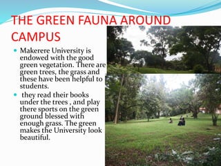 THE GREEN FAUNA AROUND
CAMPUS
 Makerere University is
endowed with the good
green vegetation. There are
green trees, the grass and
these have been helpful to
students.
 they read their books
under the trees , and play
there sports on the green
ground blessed with
enough grass. The green
makes the University look
beautiful.
 