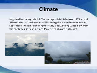 Climate
Nagaland has heavy rain fall. The average rainfall is between 175cm and
250 cm. Most of the heavy rainfall is during the 4 months from June to
September. The rains during April to May is low. Strong winds blow from
the north west in February and March. The climate is pleasant.
 