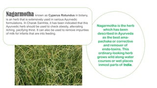 Nagarmotha is the herb
which has been
described in Ayurveda
as the best ama-
pachaka or corrective
and remover of
endo-toxins. This
ordinary-looking herb
grows wild along water
courses or wet places
inmost parts of India.
Nagarmotha known as Cyperus Rotundus in botany,
is an herb that is extensively used in various Ayurvedic
formulations. In Charak Samhita, it has been indicated that this
Ayurvedic herb should be used to check obesity, alleviating
itching, pacifying thirst. It can also be used to remove impurities
of milk for infants that are into feeding.
 
