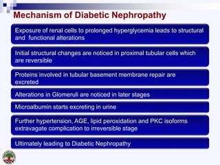 Mechanism of Diabetic Nephropathy
Exposure of renal cells to prolonged hyperglycemia leads to structural
and functional alterations
Initial structural changes are noticed in proximal tubular cells which
are reversible
Proteins involved in tubular basement membrane repair are
excreted
Alterations in Glomeruli are noticed in later stages
Further hypertension, AGE, lipid peroxidation and PKC isoforms
extravagate complication to irreversible stage
Ultimately leading to Diabetic Nephropathy
Microalbumin starts excreting in urine
 