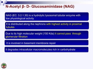 N-Acetyl β- D- Glucosaminidase (NAG)
NAG (EC: 3.2.1.30) is a hydrolytic lysosomal tubular enzyme with
low physiological activity
It is distributed along the nephrons with highest activity in proximal
tubules
It degrades intracellular macromolecules rich in carbohydrate
It is involved in basement membrane repair
Due to its high molecular weight (150 Kda) it cannot pass through
glomerular filtration
 