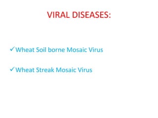 VIRAL DISEASES:
Wheat Soil borne Mosaic Virus
Wheat Streak Mosaic Virus
 