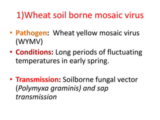 1)Wheat soil borne mosaic virus
• Pathogen: Wheat yellow mosaic virus
(WYMV)
• Conditions: Long periods of fluctuating
temperatures in early spring.
• Transmission: Soilborne fungal vector
(Polymyxa graminis) and sap
transmission
 
