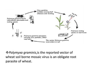 Polymyxa graminis,is the reported vector of
wheat soil borne mosaic virus is an obligate root
parasite of wheat.
 