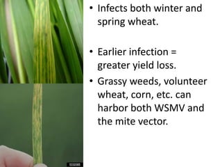 • Infects both winter and
spring wheat.
• Earlier infection =
greater yield loss.
• Grassy weeds, volunteer
wheat, corn, etc. can
harbor both WSMV and
the mite vector.
 