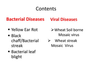 Contents
Bacterial Diseases
 Yellow Ear Rot
 Black
chaff/Bacterial
streak
 Bacterial leaf
blight
Viral DiseaseS
Wheat Soil borne
Mosaic virus
 Wheat streak
Mosaic Virus
 