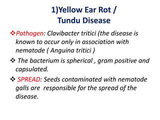 1)Yellow Ear Rot /
Tundu Disease
Pathogen: Clavibacter tritici (the disease is
known to occur only in association with
nematode ( Anguina tritici )
 The bacterium is spherical , gram positive and
capsulated.
 SPREAD: Seeds contaminated with nematode
galls are responsible for the spread of the
disease.
 
