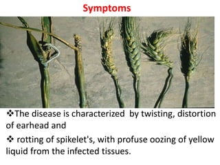 The disease is characterized by twisting, distortion
of earhead and
 rotting of spikelet's, with profuse oozing of yellow
liquid from the infected tissues.
Symptoms
 
