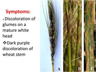 Symptoms:
 Discoloration of
glumes on a
mature white
head
Dark purple
discoloration of
wheat stem
 