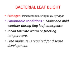 BACTERIAL LEAF BLIGHT
• Pathogen: Pseudomonas syringae pv. syringae
• Favourable conditions : Moist and mild
weather during flag leaf emergence.
• It can tolerate warm or freezing
temperature.
• Free moisture is required for disease
development.
 