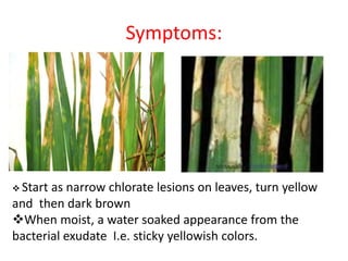 Symptoms:
 Start as narrow chlorate lesions on leaves, turn yellow
and then dark brown
When moist, a water soaked appearance from the
bacterial exudate I.e. sticky yellowish colors.
 