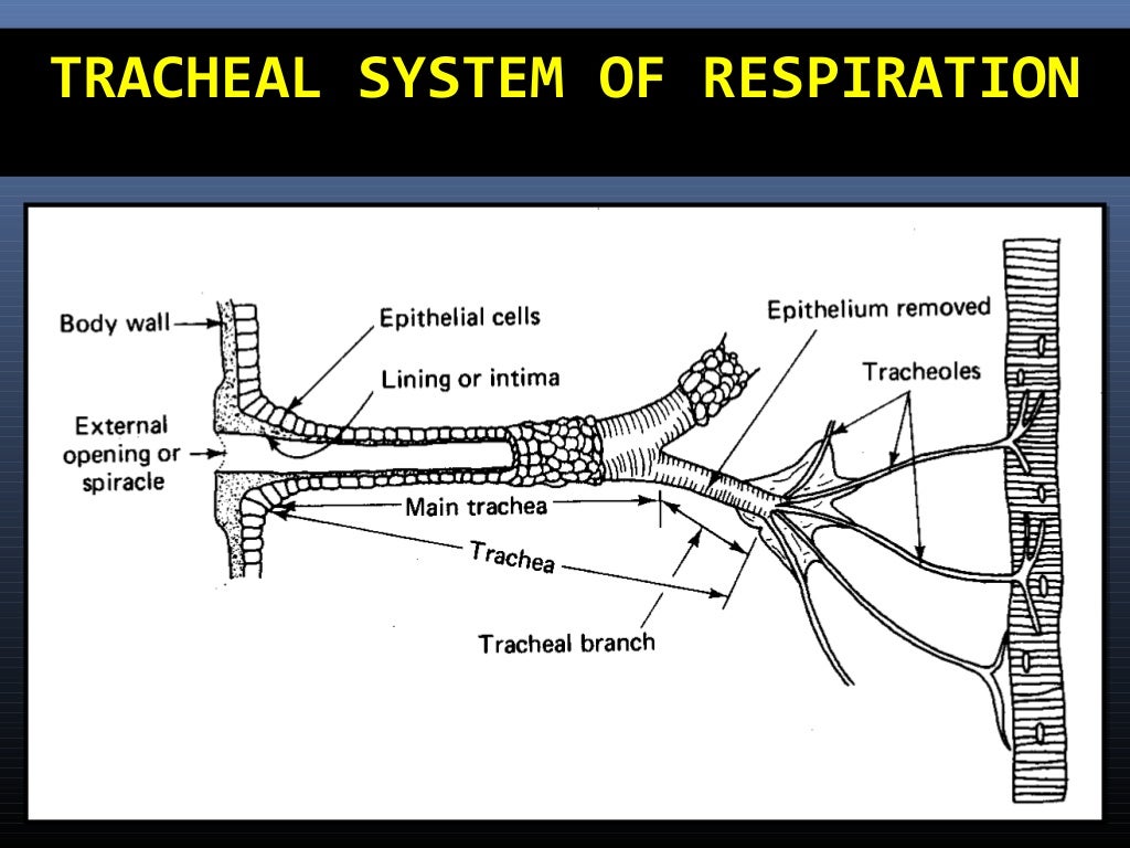 structure and function of insect respiratory system