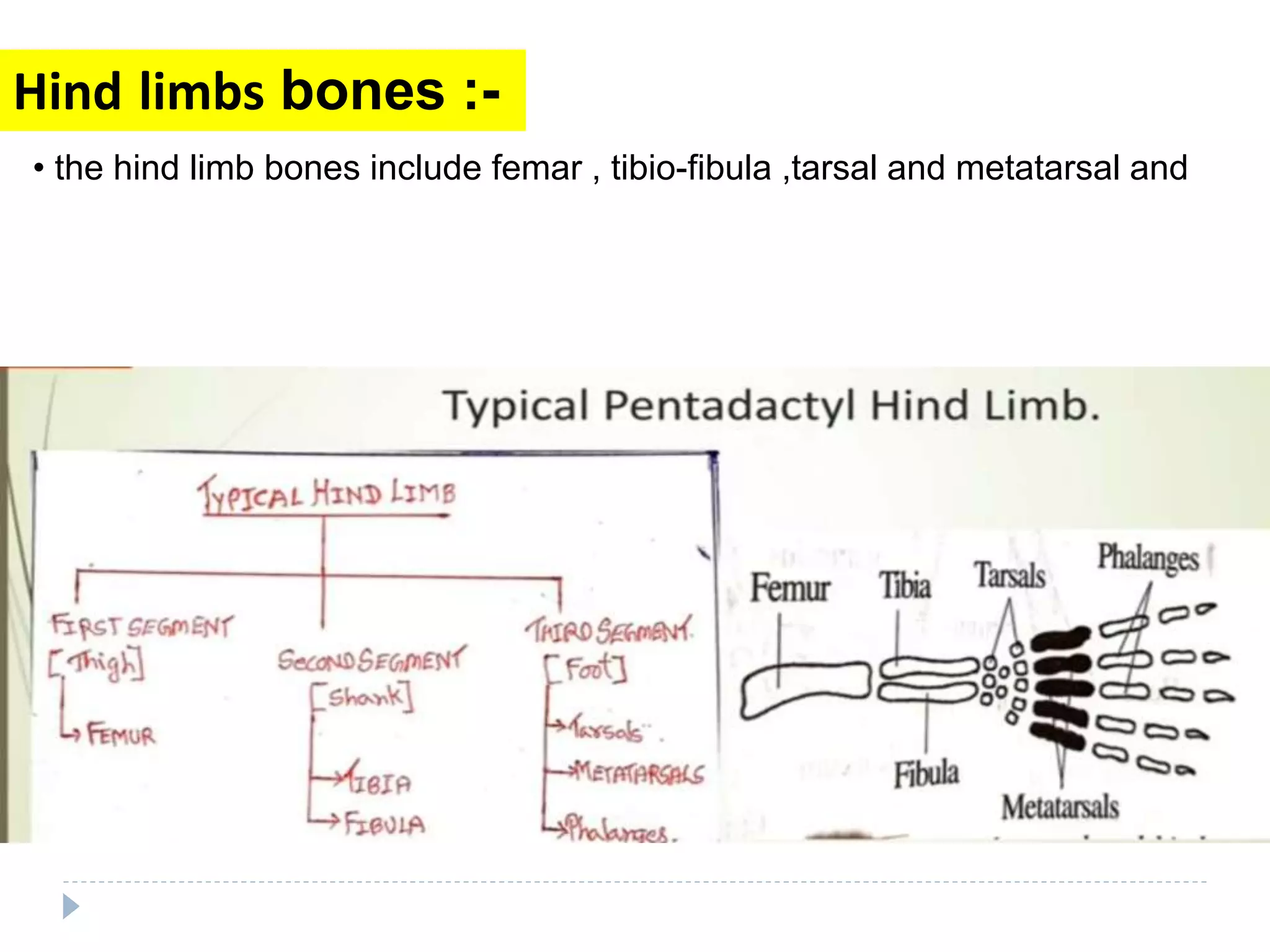 Comparetive account of limb fore limb and hind limb | PPTX