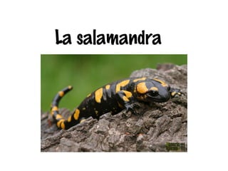 La salamandra
 